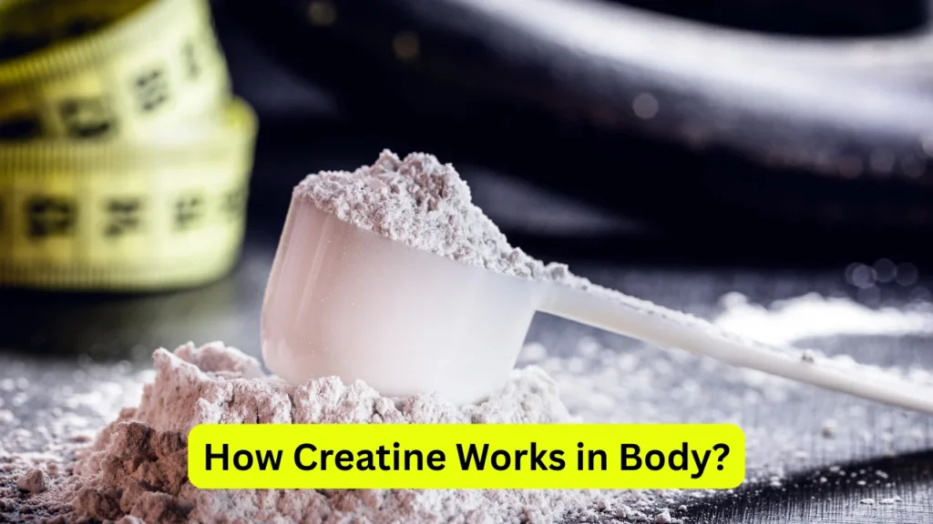 How Creatine Works in Body?